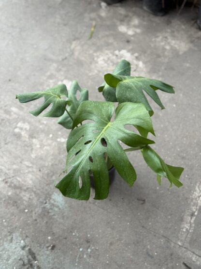 Monstera Mediana