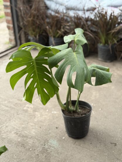 Monstera Mediana - Image 2