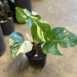 Monstera Variegada