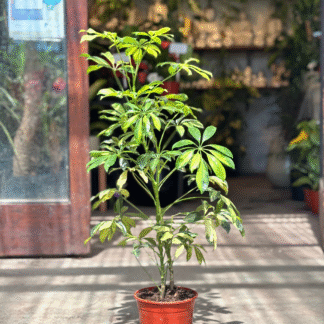 Aralia schefflera 10Lts
