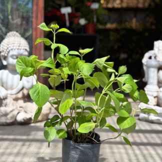 Hortensia 3Lts