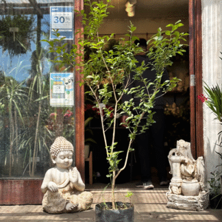 Ligustro ovasifolium