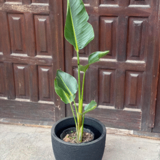 Combo Strelitzia Nicolai en Maceta Andina Rotomoldeada