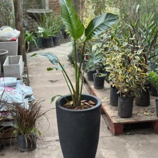 Combo Strelitzia Nicolai en Maceta Rotomoldeada Inca