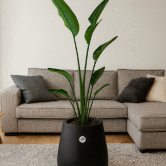 Combo Strelitzia Nicolai en Maceta Misionera Rotomoldeada