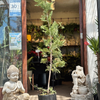 Cupressus - MacroCarpa