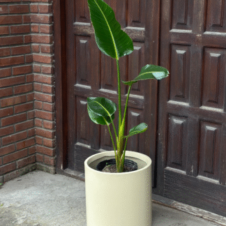 Strelitzia en Maceta Rotomoldeada Cilíndrica