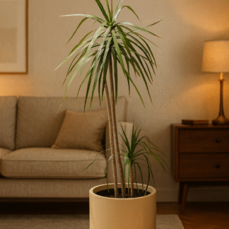 Combo Marginata en Maceta Cilíndrica Rotomoldeada