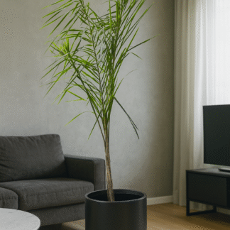 Combo Pindó en Maceta Cilíndrica Rotomoldeada