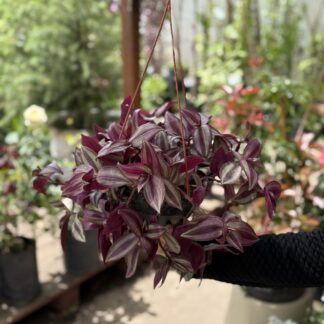 Tradescantia Colgante