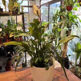 Combo - Spatyfillium + Facetada N16