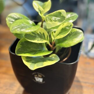 Combo - Peperomia + Maceta Premium Cuadrada