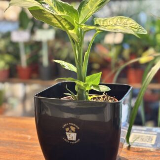 Combo - Diefembachia Mariana+ Maceta Premium Cuadrada