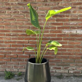 Maceta Misionera Lisa N°50 Rotomoldeada