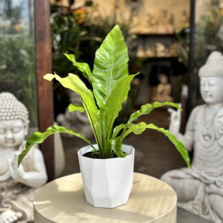 Combo - Asplenium+ Maceta Facetada