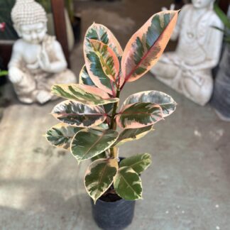 Ficus Gomero Ruby