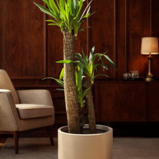 Combo Yucca Gigante en Maceta Cilíndrica Rotomoldeada