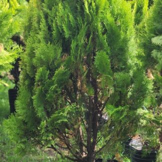 Pino Thuja Grande