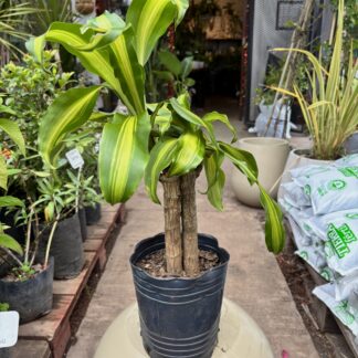 Dracena Masangeana Mediana (Palo de Agua)
