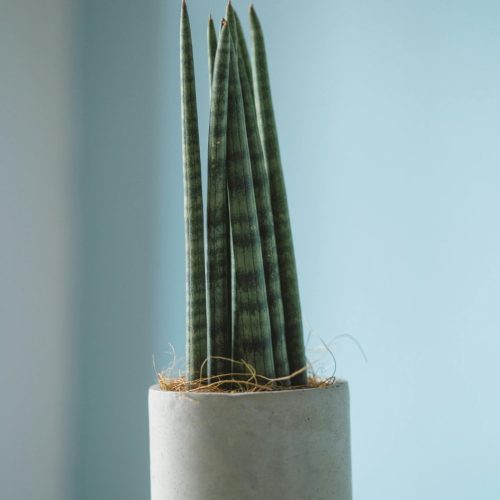 Sansevieria cylindrica