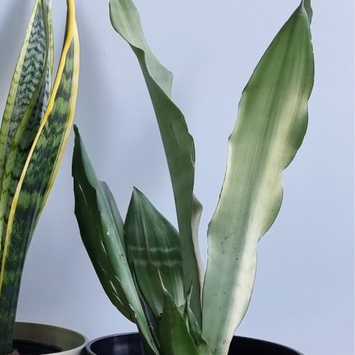 Sansevieria moonshine